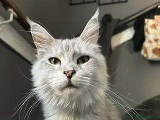 Maine Coon cats Russian XL Maine coons - Advert 6