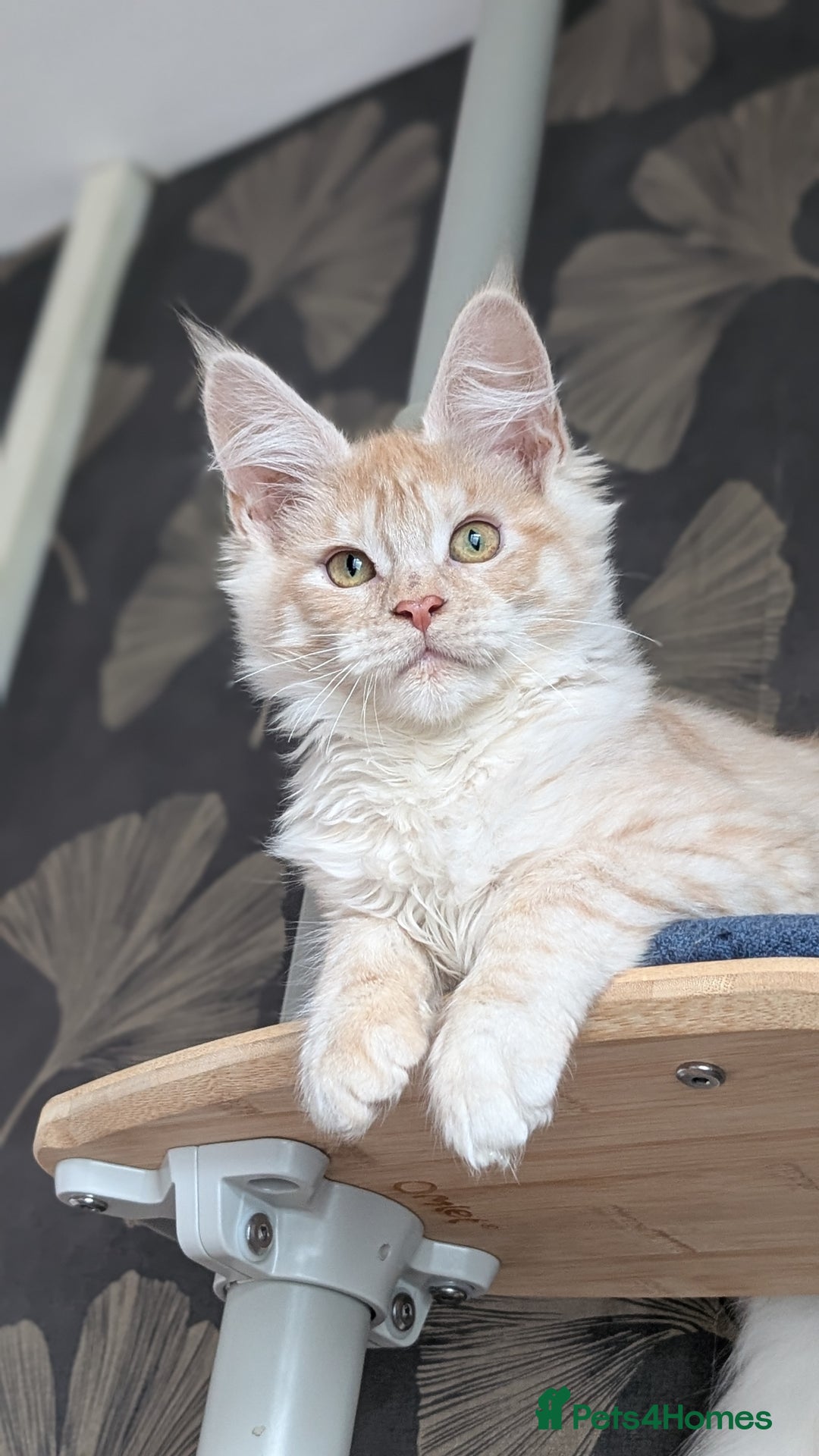Maine Coon cats for sale: Pedigree, Tica registered kittens - Advert 10