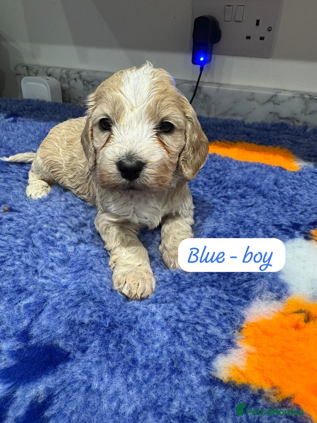 Cockapoo dogs for sale: Cockapoo puppies - Advert 6