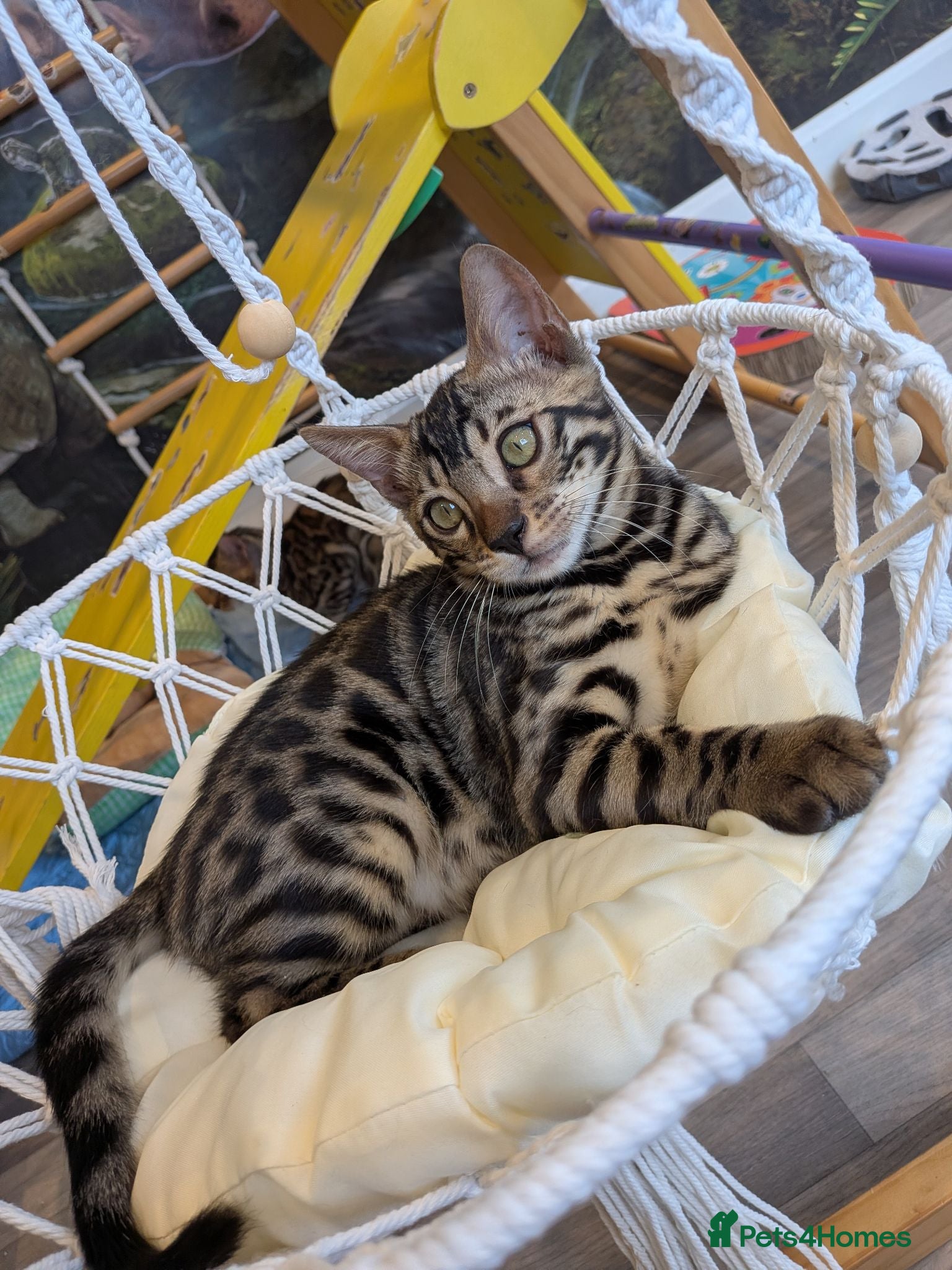 Bengal cats Charcoal Bengal kitten available TICA registered  - Advert 6