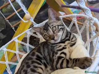 Bengal cats Charcoal Bengal kitten available TICA registered - Advert 6