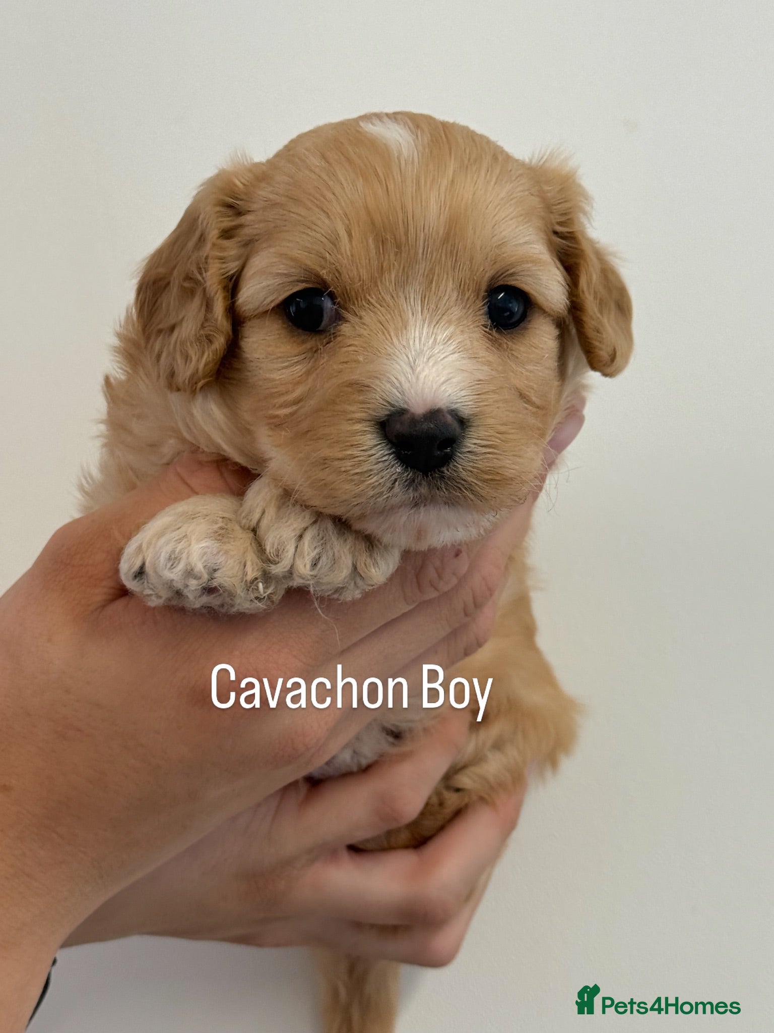 Cavachon dogs Gorgeous Boy Cavachon  - Advert 1