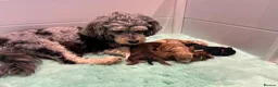 Cavapoo dogs for sale:  Merle Toy Cavapoo Puppies - Advert 16
