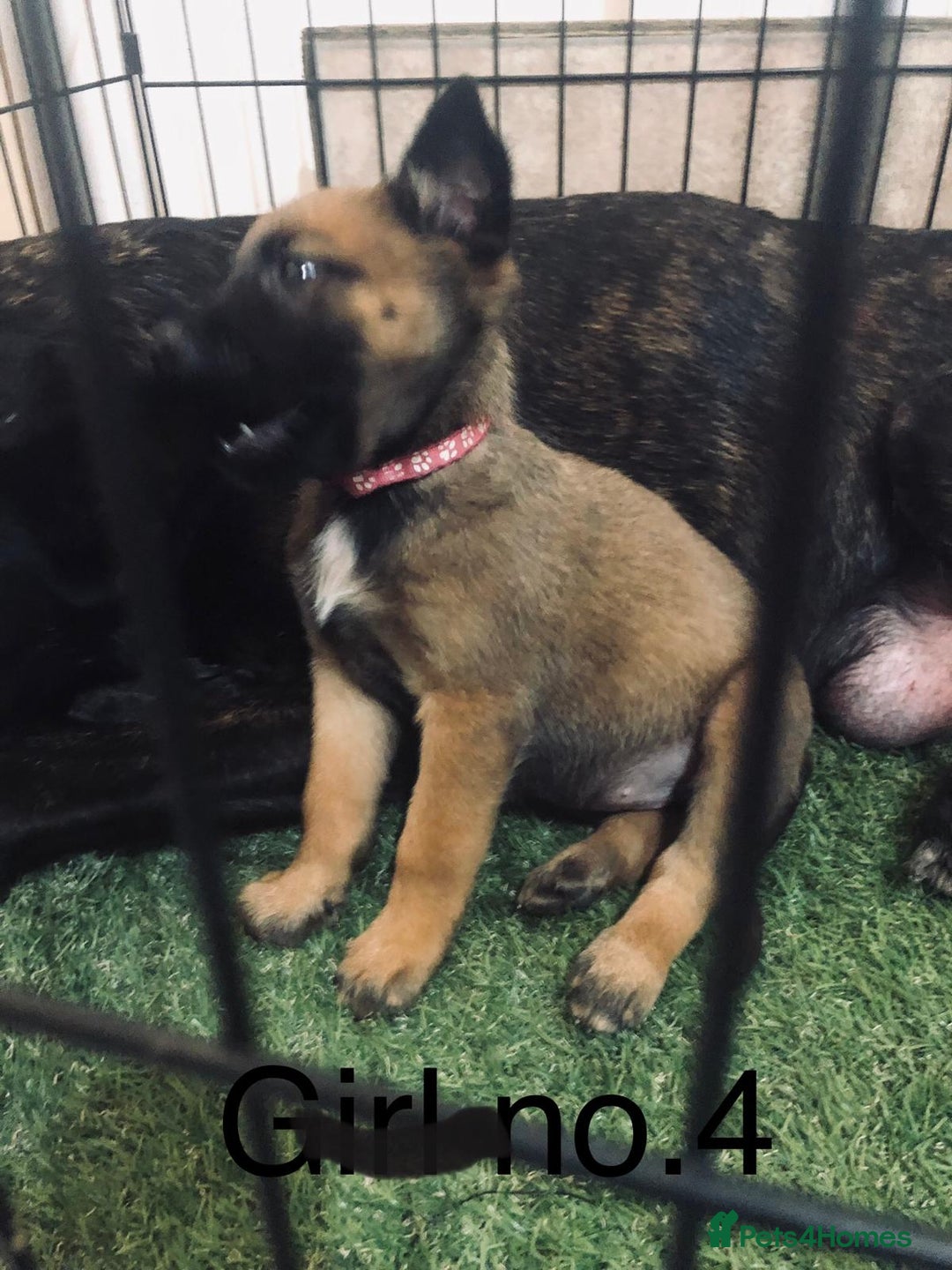 Belgian Shepherd Dog dogs for sale: Dutch shepherd/ Belgian malinois  - Image 8