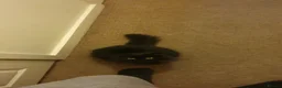 Mixed Breed cats for sale: Free - Bonded pair female cats - Advert 4