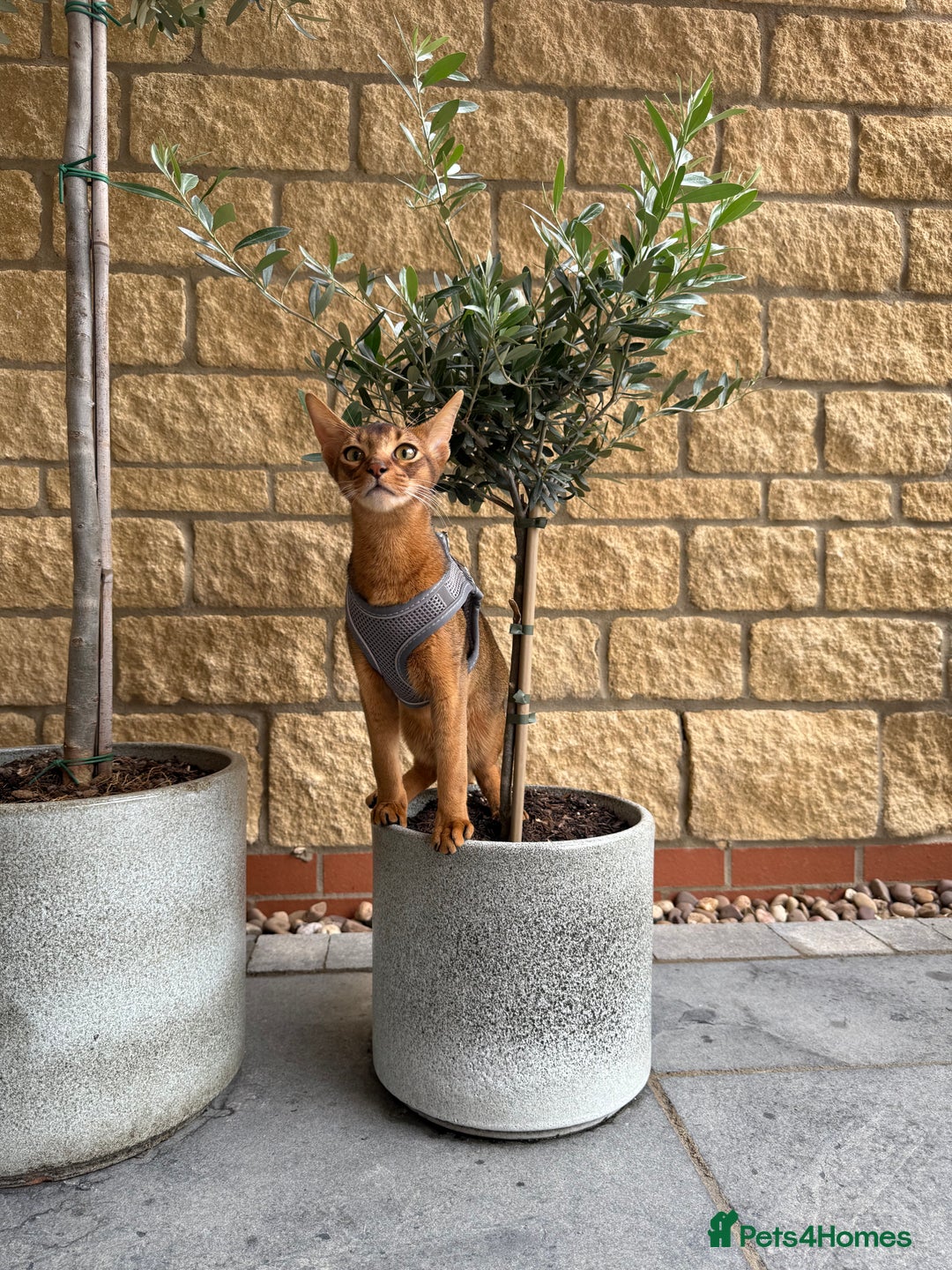 Abyssinian cats for sale: Abyssinian male cat - Image 4