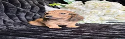 Miniature Dachshund dogs for sale: Stunning kc reg miniture dachshund in Deal - Advert 39