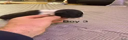 English Bull Terrier dogs for sale: English bull terrier puppys in Grays - Advert 3