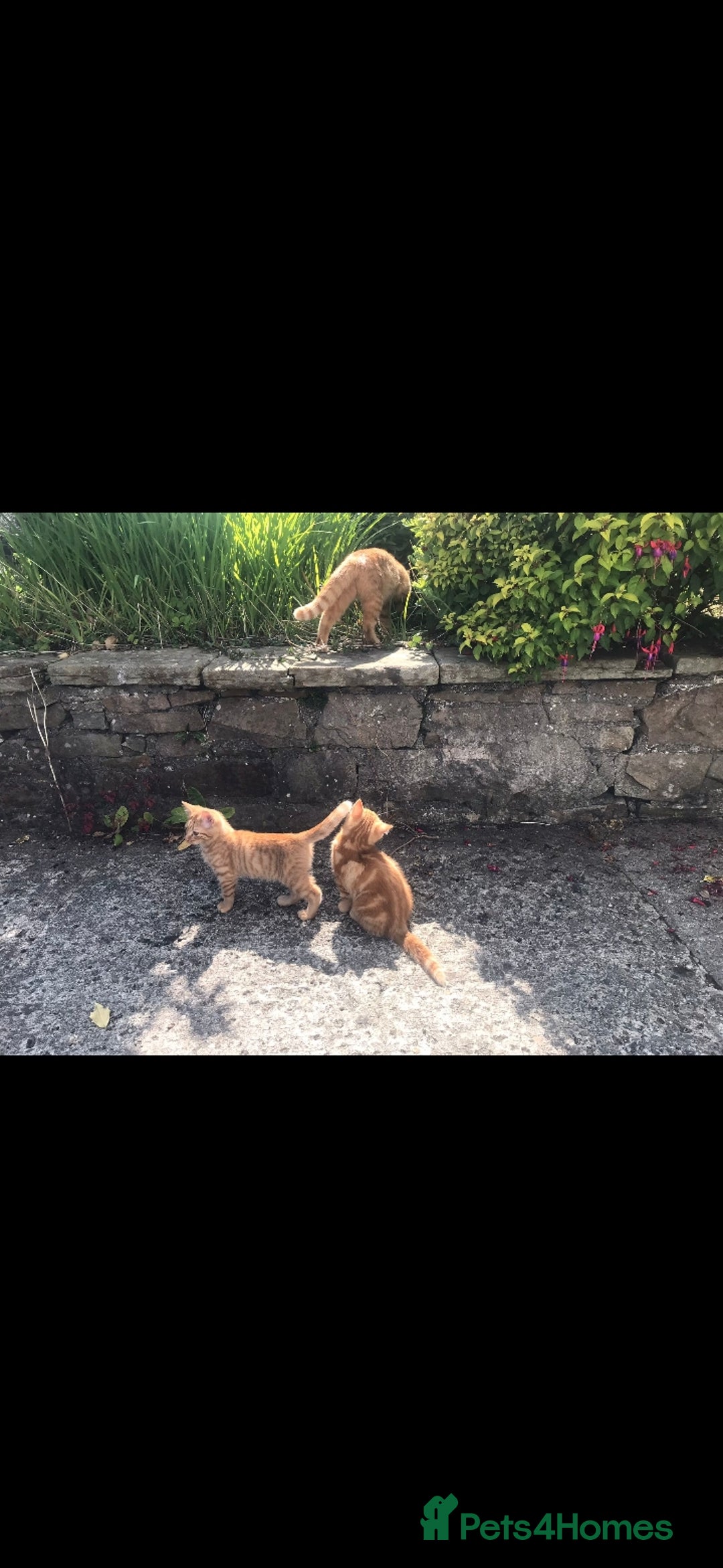British Shorthair cats for sale: 1 ginger british short haired kitten(boy) - Image 11