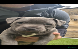 Staffordshire Bull Terrier dogs for sale: 🔷Top quality Pharaon puppy🔷 - Image 19