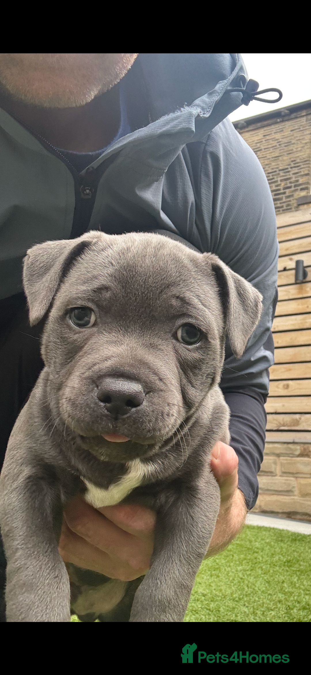 Staffordshire Bull Terrier dogs for sale: 🔷Top quality Pharaon puppy🔷 - Image 19