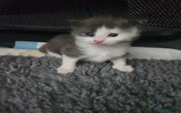 Maine Coon cats for sale: Maine Coon Kittens purebred – Reserve Now - Image 20