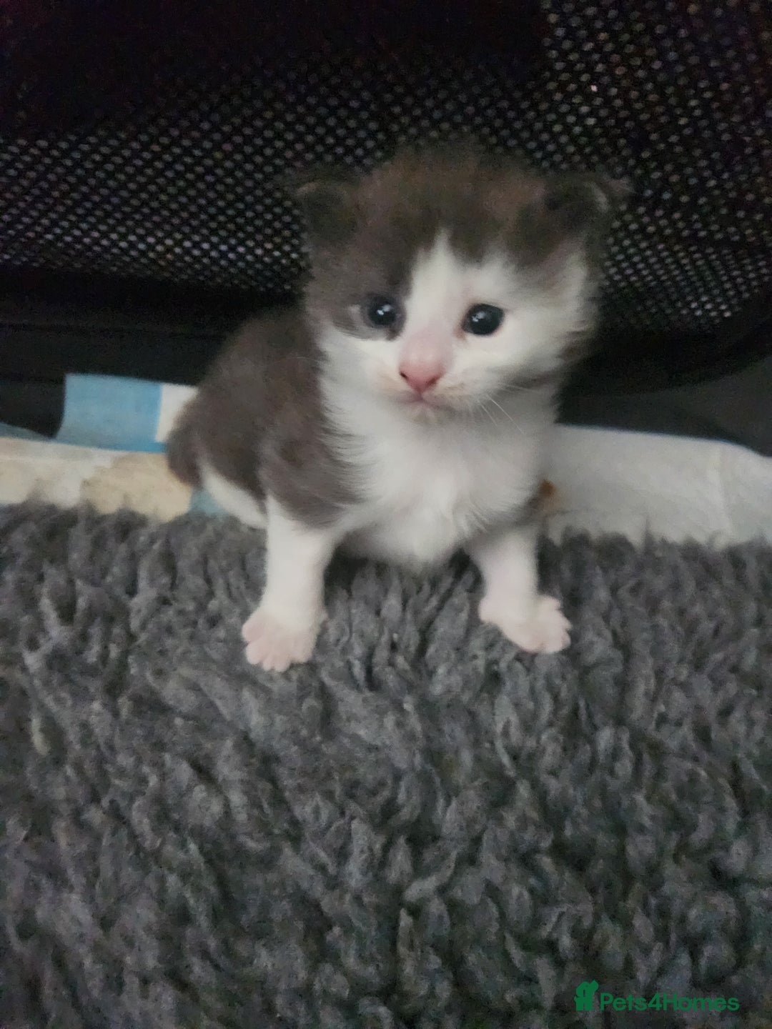 Maine Coon cats for sale: Maine Coon Kittens purebred – Reserve Now - Image 20