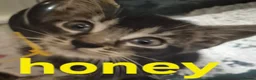 Mixed Breed cats for sale: Beautiful loved , healthy kitten's  in Bournemouth - Advert 11