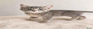 Blue Tabby male