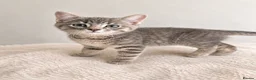 British Shorthair cats for sale: Beautiful Kittens - Advert 6