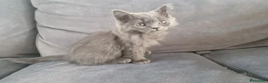 Blue boy