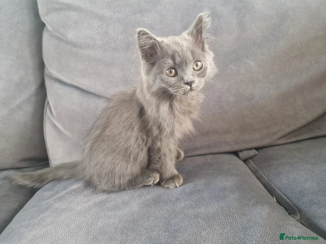 British Shorthair cats for sale: 2 beautiful BSH boys  - Advert 11