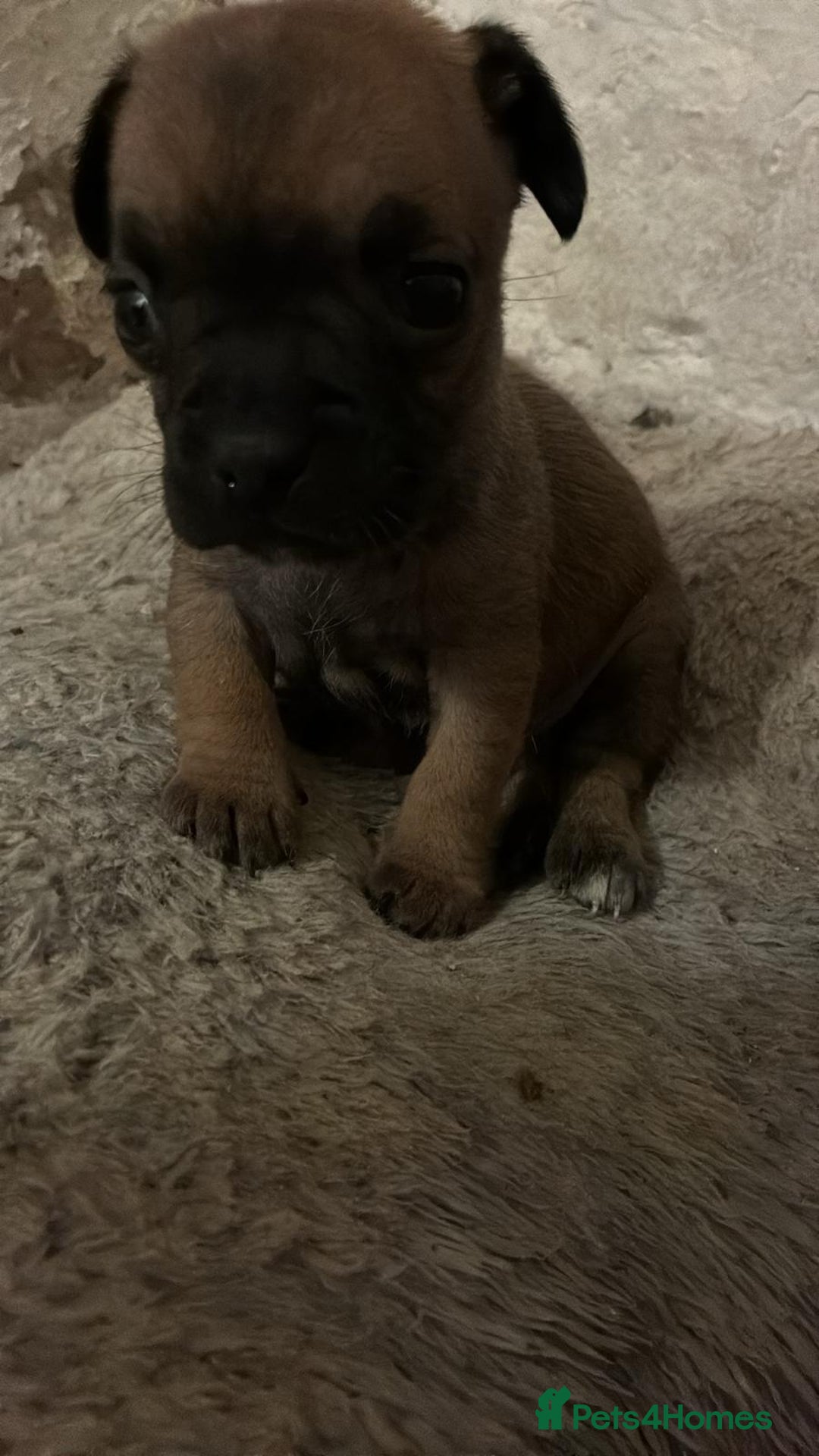 Chihuahua dogs for sale: Baby girl full chihuahua  - Advert 5