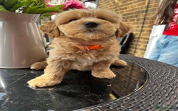 Maltipoo dogs for sale: Adorable Maltipoo  - Image 12