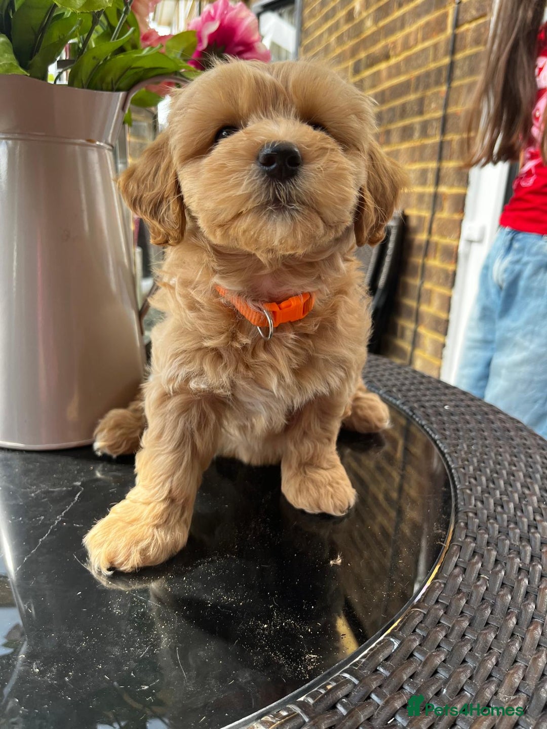 Maltipoo dogs for sale: Adorable Maltipoo  - Image 12
