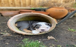 English Bulldog dogs for sale: *REDUCED**ONE FEMALE LEFT *English Bulldog Puppies - Image 2