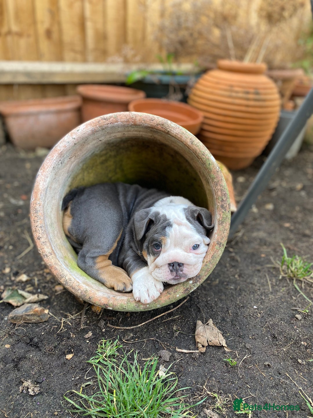 English Bulldog dogs for sale: *REDUCED**ONE FEMALE LEFT *English Bulldog Puppies - Image 2