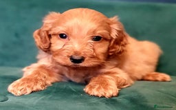 Cavapoo dogs for sale: Cavapoo puppies  - Image 4