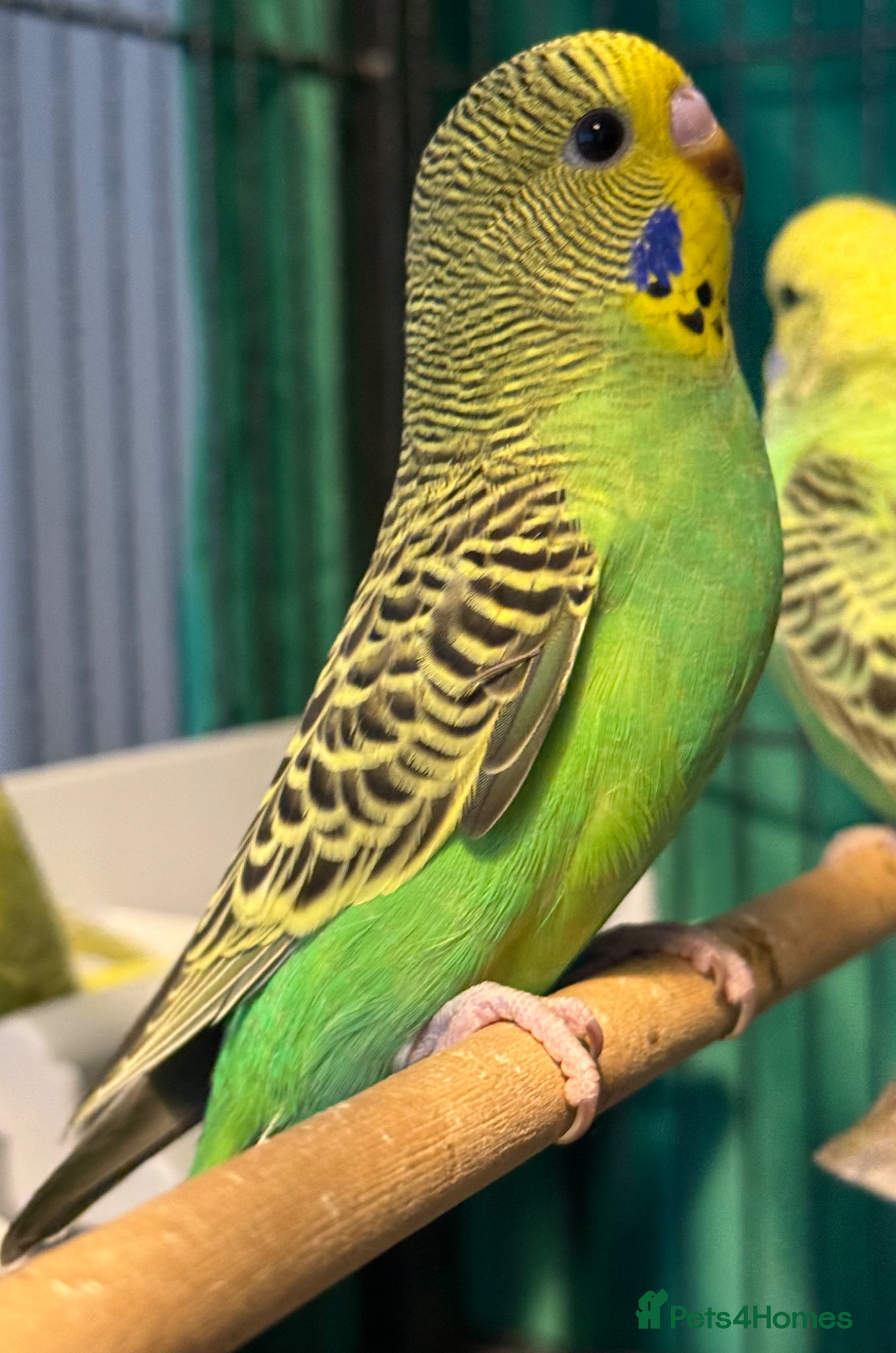 Budgerigars birds  Sold 2 BEAUTIFUL 7-WEEK-OLD BABY BUDGIE  - Advert 1