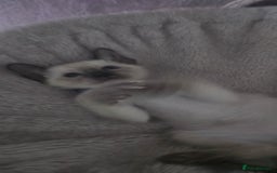 Siamese cats for sale: Your Heart Will Melt! Amazing Siamese Kittens! - Image 14