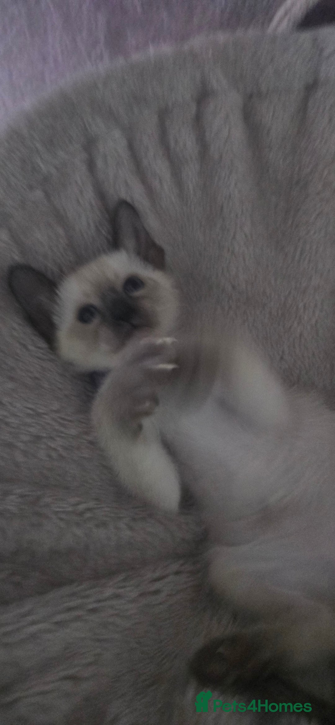 Siamese cats for sale: Your Heart Will Melt! Amazing Siamese Kittens! - Image 14