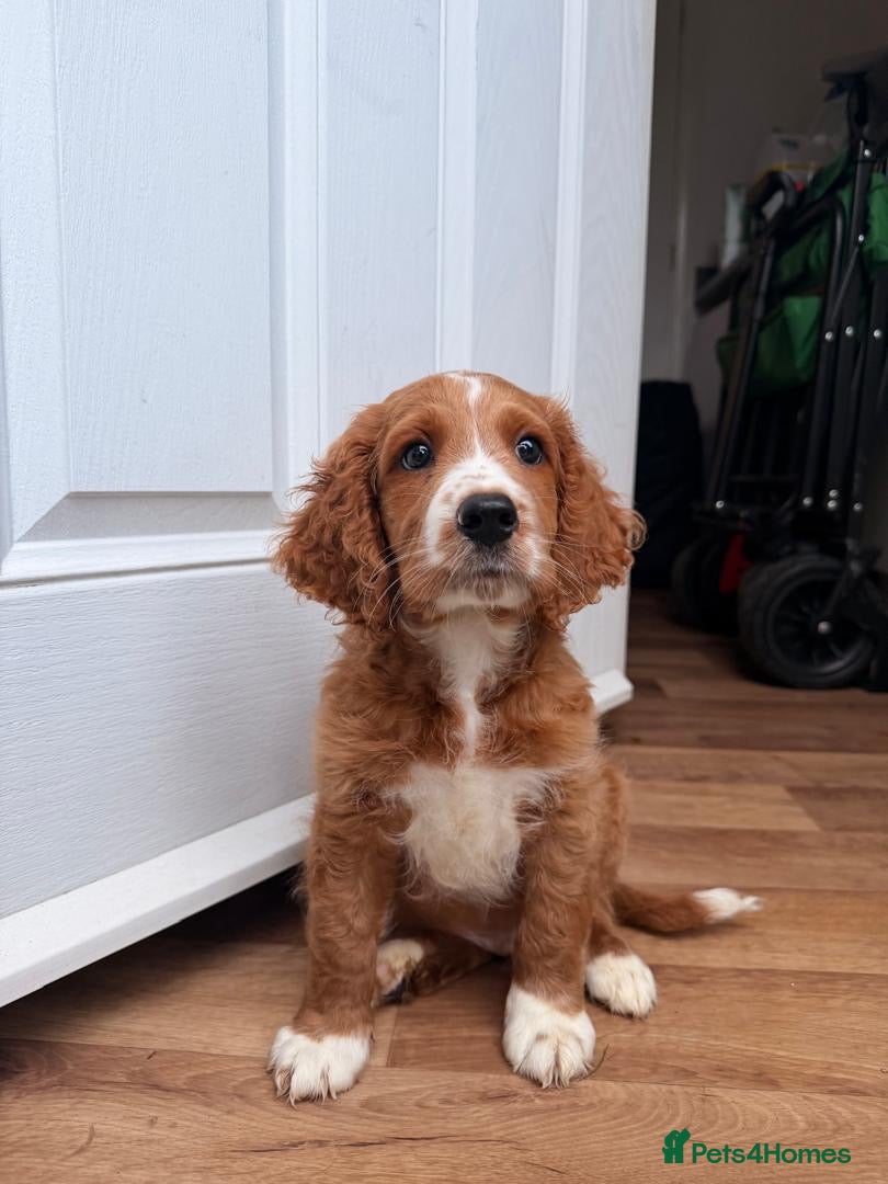 Cavapoo dogs Cavapoo Puppy - Advert 3