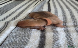 Dachshund dogs for sale: Dachshund tweenies for sale - Image 15