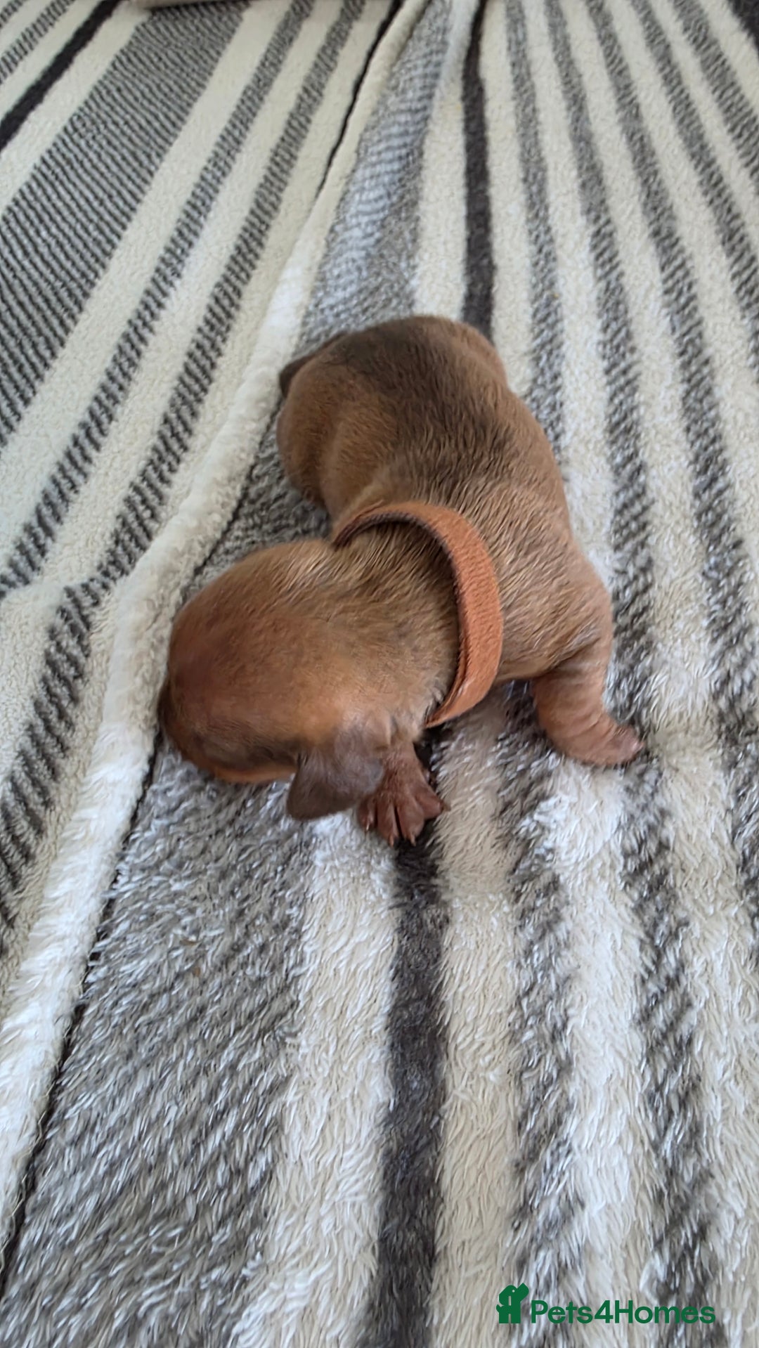 Dachshund dogs for sale: Dachshund tweenies for sale - Image 15