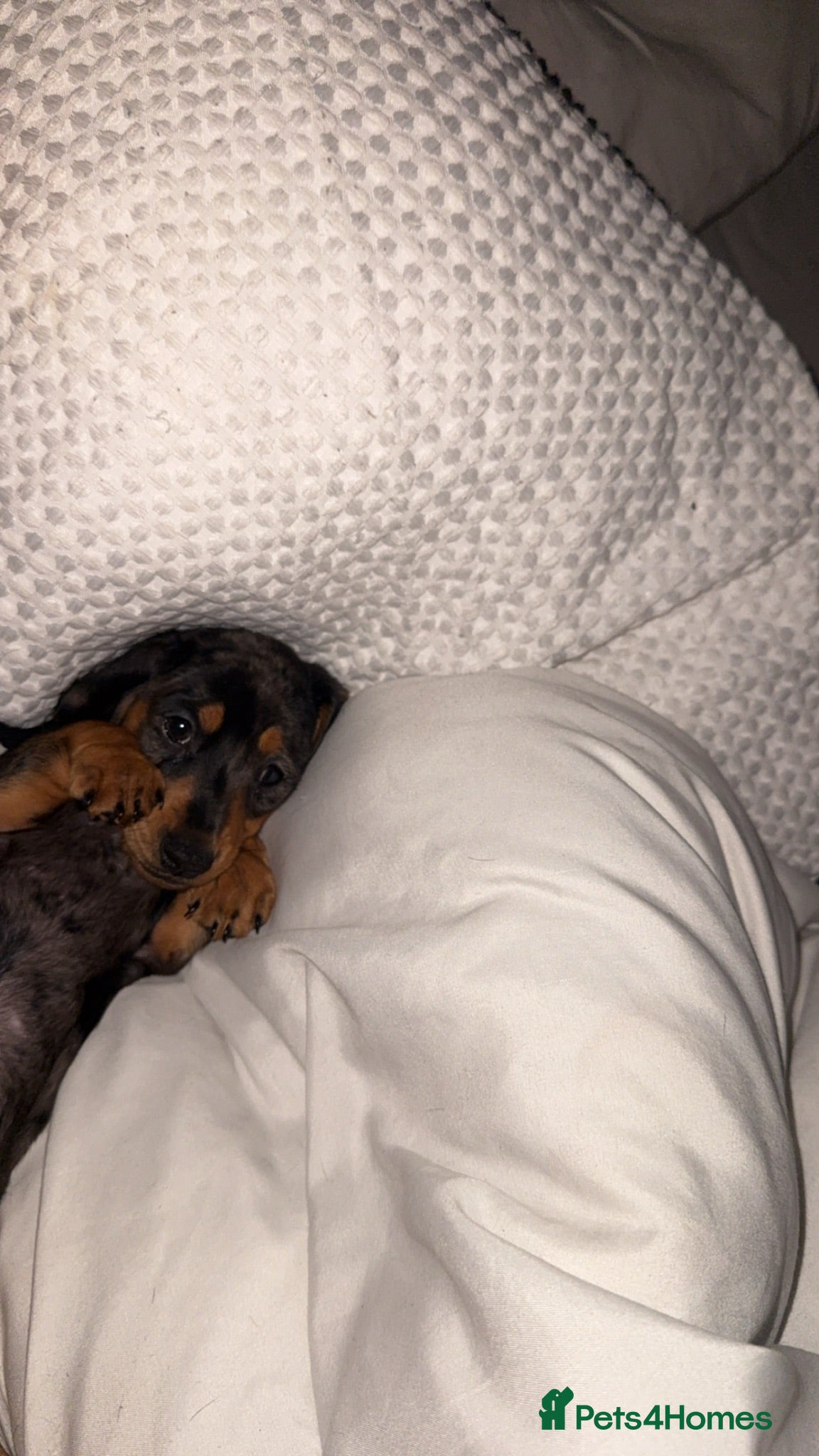 Miniature Dachshund dogs Miniature dashound merle - Advert 1