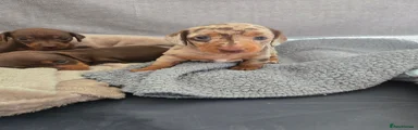 Miniature Dachshund 2