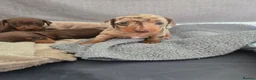 Miniature Dachshund dogs for sale: Miniature Dachshund pups for sale  - Advert 5