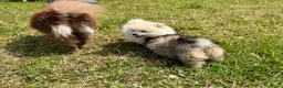 Pomeranian dogs for sale: Beautiful pups looking for forever homes - Advert 4