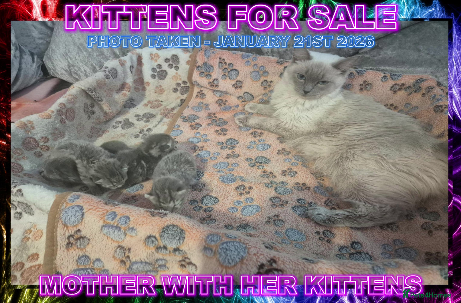 Mixed Breed cats Ragdoll X Grey Tabby Kittens For Sale - Advert 1