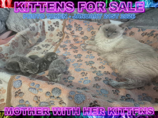 Mixed Breed cats Ragdoll X Grey Tabby Kittens For Sale - Advert 1