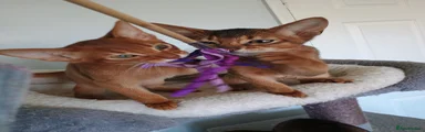 Abyssinian 2