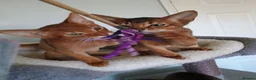 Abyssinian cats for sale: Two stunning Abyssinian male kittens ready now - Advert 1