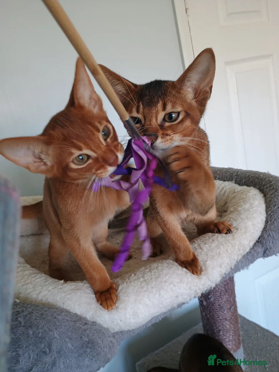 Abyssinian cats for sale: Two stunning Abyssinian male kittens ready now - Advert 1