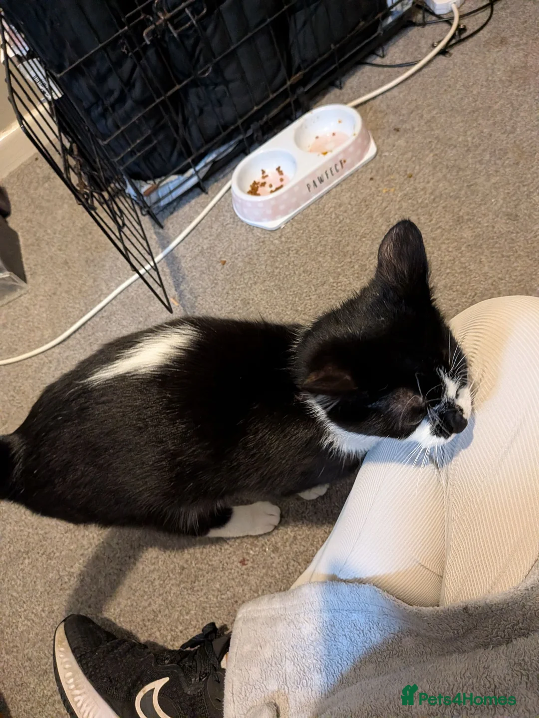 Mixed Breed cats for sale: Kittens and mum for free ready to go now - Advert 1