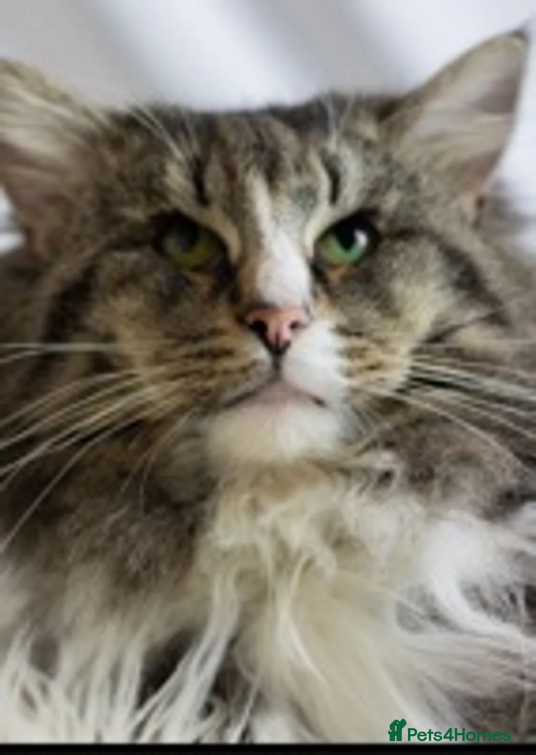 Maine Coon cats for stud: studs available  in Brighouse - Advert 3