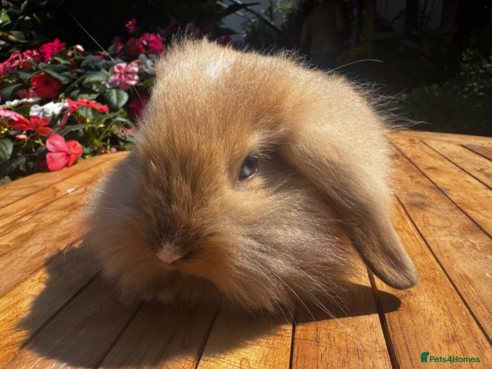 Mixed Breed rabbits Three stunning Lionhead rabbits forever homes - Advert 1
