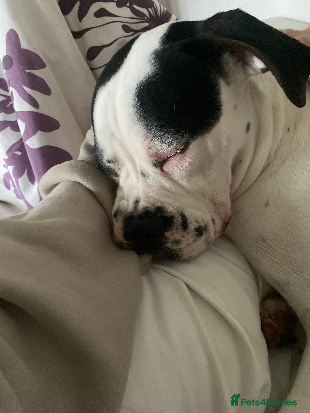 Mixed Breed dogs for sale: 9 Month old Cane corso x american bulldog - Image 2