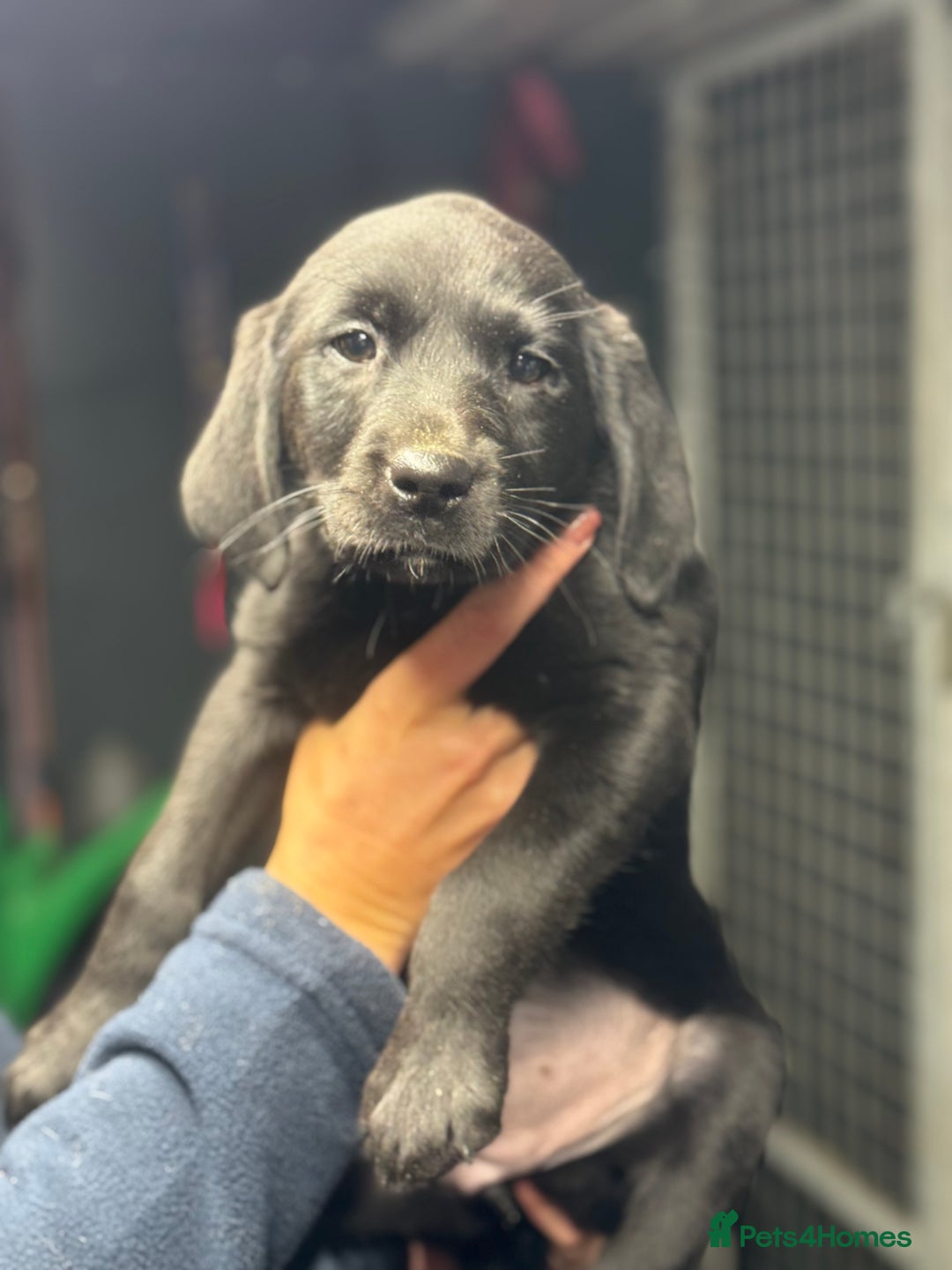 Labrador Retriever dogs for sale: 2 PUPPIES LEFT!! Fully Health tested - Advert 3