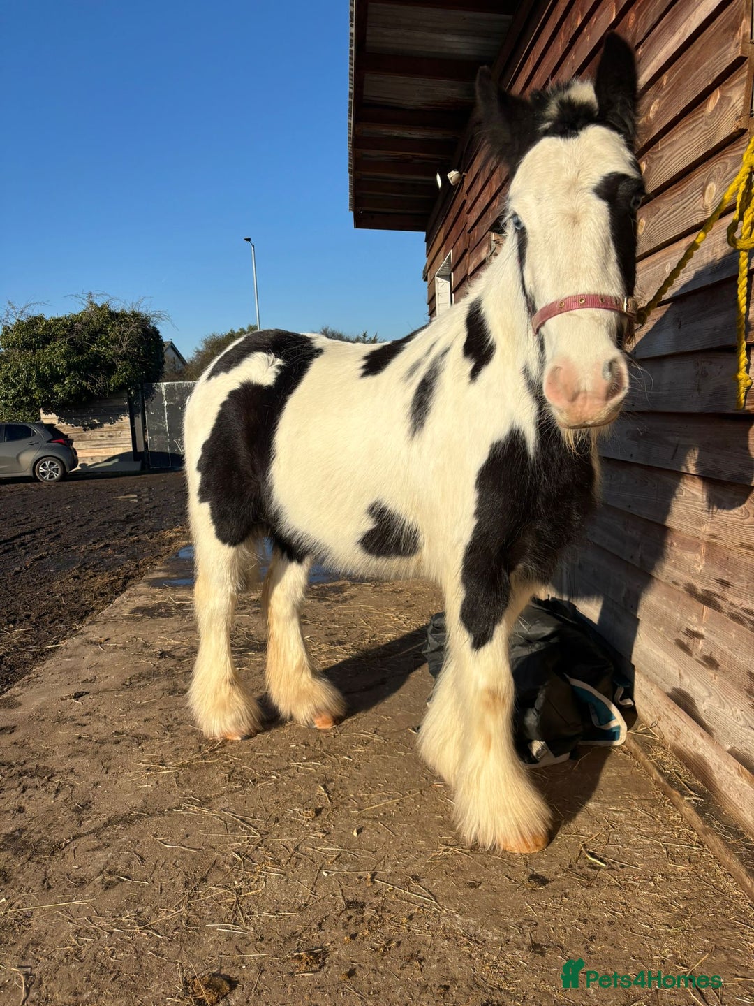 Other Breed horses for sale: 13hh Cob Mare - Advert 2
