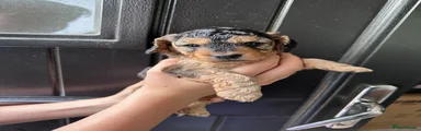 Female Cockalier